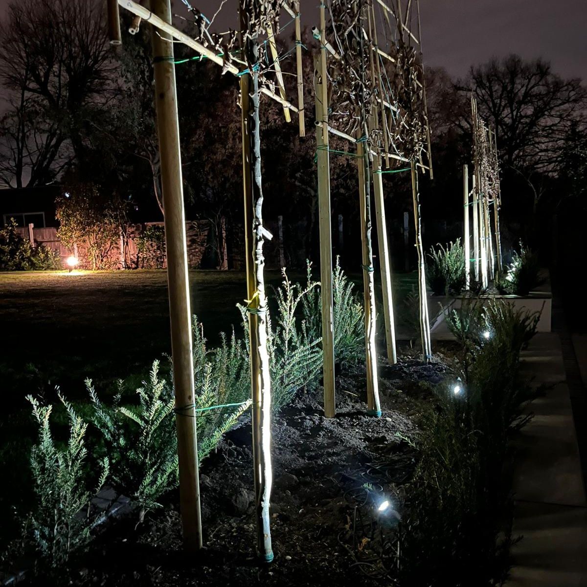Garden tree uplighting